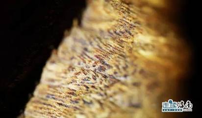 外交部蓝厅里的“海南网红” 沉香，一片万钱冠绝天下